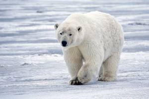 El cambio climático es la principal amenaza del oso polar, pero no la única