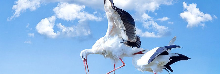 Las cigüeñas dejan de emigrar en invierno por la comida de los vertederos