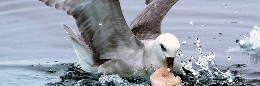 Las aves marinas comen plástico porque su olfato lo confunde con alimento