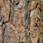 Método sostenible para proteger la madera a partir de residuos forestales