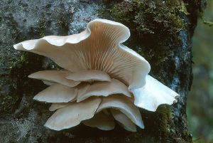 Un hongo comestible puede biodegradar colillas de cigarrillos