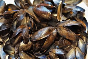 Conchas de moluscos servirían para descontaminar aguas