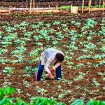 El uso de fertilizantes ha contaminado y degradado los suelos durante años. ¿Qué se está haciendo para revertir la situación?