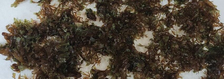 La Universidad de Alicante lidera un proyecto para obtener biomateriales del alga asiática, una especie invasora