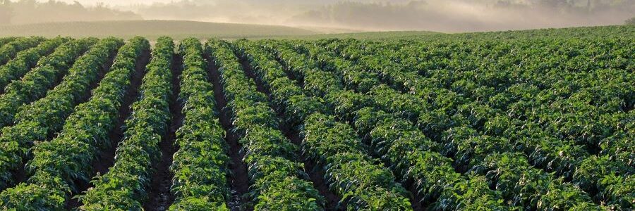 Proyecto CO2FARM: identificando las claves para establecer un mercado de agricultura de carbono