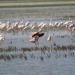 Detectan pesticidas prohibidos en Doñana y las Tablas de Daimiel