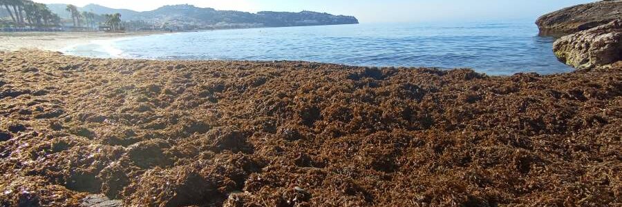 Investigan la obtención de bioplásticos a partir de una alga invasora