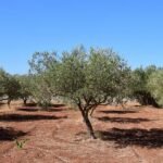 El proyecto Olicomp3d obtendrá material de embalaje para aceite de oliva a partir de residuos del olivar