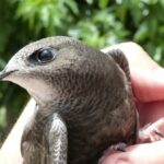 Aves como bioindicadores de microplásticos en el aire