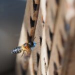 Un estudio alerta del impacto de los microplásticos en las abejas