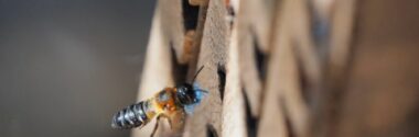 Un estudio alerta del impacto de los microplásticos en las abejas