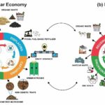 La transición a una bioeconomía circular requiere más incentivos e inversiones