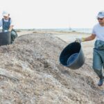 Una empresa alicantina valorizará la posidonia oceánica como ingrediente cosmético