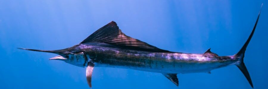 Un estudio revela la «preocupante presencia» de microplásticos en los peces espada del Mediterráneo