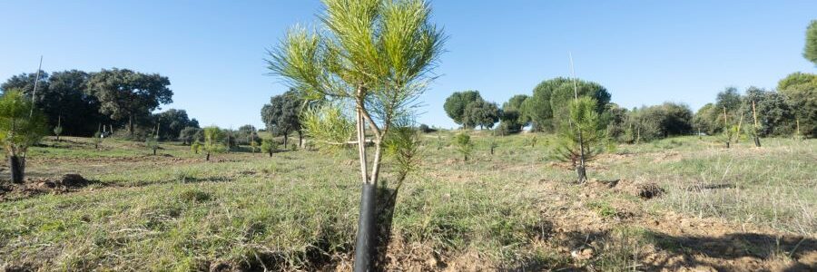 Un nuevo ‘Bosque SIGAUS’ ya crece en el municipio madrileño de Tres Cantos