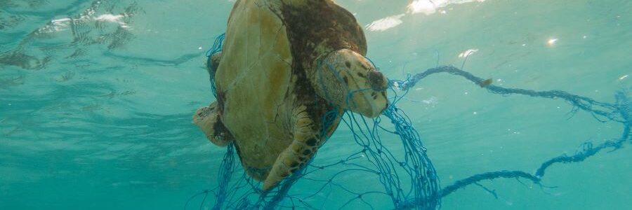 POLYBRIS: Valorización de residuos plásticos procedentes de basuras marinas