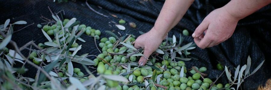 Otorgada la autorización ambiental para una planta de compostaje de alperujo en Córdoba