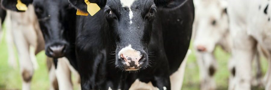 Cómo aprovechar los residuos agroganaderos para promover la autonomía energética de las islas