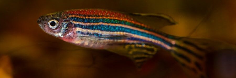 Los nanoplásticos alteran el desarrollo de los glóbulos rojos en los peces